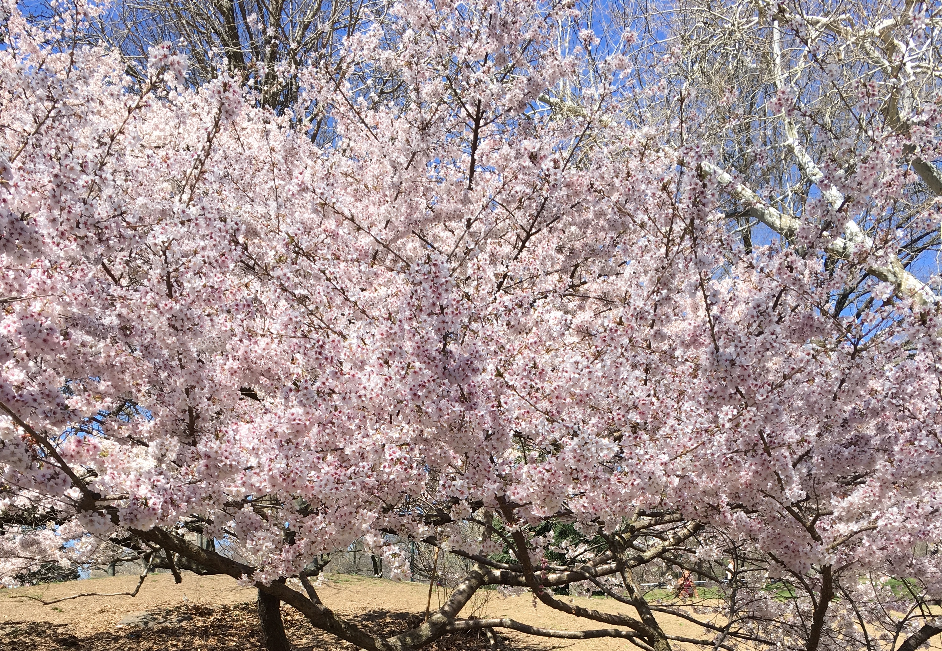 Cherry blossoms